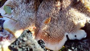 Scharfer-Korkstacheling_Hydnellum-peckii_20260915_110537.jpg