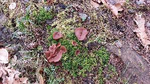 Scheibenlorchel_Gyromitra-ancilis_20260401_131133.jpg