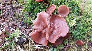 Scheibenlorchel_Gyromitra-ancilis_20260401_131200.jpg
