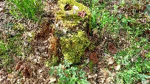 Scheibenlorchel_Gyromitra-ancilis_20260409_120843.jpg