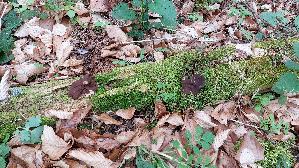 Scheibenlorchel_Gyromitra-ancilis_20260413_153305.jpg