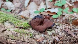 Scheibenlorchel_Gyromitra-ancilis_20260413_153411.jpg
