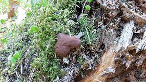 Scheibenlorchel_Gyromitra-ancilis_20260422_131656.jpg