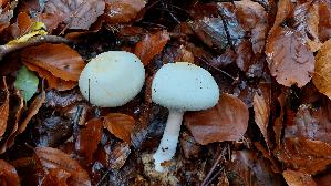 Schiefknolliger-Anis---Champignon_Agaricus-essettei_20251031_124901.jpg