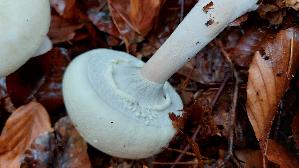 Schiefknolliger-Anis---Champignon_Agaricus-essettei_20251031_124932.jpg