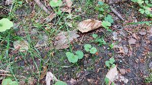 Schildborstling_Scutellinia-cf_20260603_164902.jpg