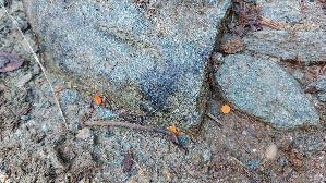 Schildborstling_Scutellinia-cf_20260920_104044.jpg
