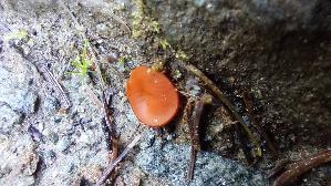 Schildborstling_Scutellinia-cf_20260920_104058.jpg
