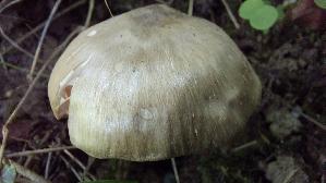 Schildroetling_Entoloma-clypeatum_20250506_145233.jpg