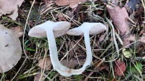 Schildroetling_Entoloma-clypeatum_20260520_142550.jpg