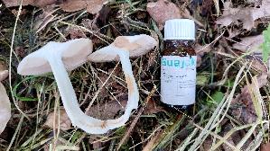 Schildroetling_Entoloma-clypeatum_20260520_142739.jpg