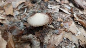 Schmalblaettriger-Faserling_Psathyrella-spadiceogrisea_20260414_144315.jpg