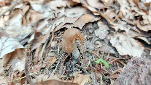 Schmalblaettriger-Faserling_Psathyrella-spadiceogrisea_20260414_144335.jpg