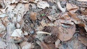 Schmalblaettriger-Faserling_Psathyrella-spadiceogrisea_20260414_144627.jpg