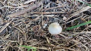 Schmalblaettriger-Faserling_Psathyrella-spadiceogrisea_20260417_115332.jpg