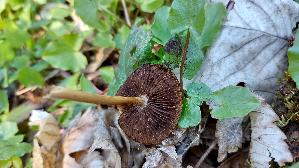 Schmalblaettriger-Faserling_Psathyrella-spadiceogrisea_20260422_123102.jpg