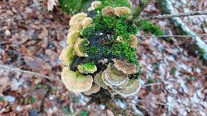 Schmetterlings---Tramete_Trametes-versicolor_20260102_134638.jpg
