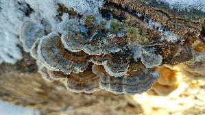 Schmetterlings---Tramete_Trametes-versicolor_20260107_143718.jpg