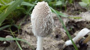 Schneeweisser-Dungtintling_Coprinopsis-nivea_20250928_183257.jpg
