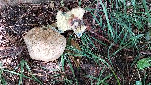 Schoenfuss---Roehrling_Caloboletus-calopus_20260605_131805.jpg