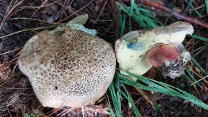 Schoenfuss---Roehrling_Caloboletus-calopus_20260605_131916.jpg