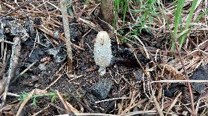 Schopf---Tintling_Coprinus-comatus_20250424_142022.jpg