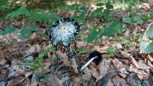 Schopf---Tintling_Coprinus-comatus_20250812_102341.jpg