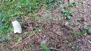 Schopf---Tintling_Coprinus-comatus_20250905_141835.jpg