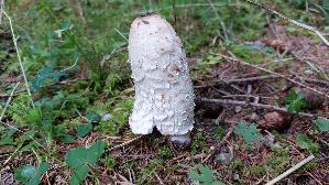 Schopf---Tintling_Coprinus-comatus_20250905_141843.jpg