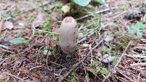 Schopf---Tintling_Coprinus-comatus_20250905_141853.jpg