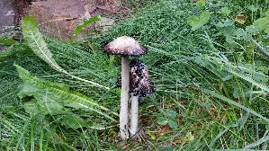 Schopf---Tintling_Coprinus-comatus_20260917_101722.jpg