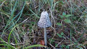 Schopf---Tintling_Coprinus-comatus_20261005_145629.jpg