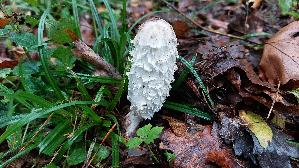 Schopf---Tintling_Coprinus-comatus_20261008_155227.jpg