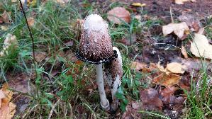 Schopf---Tintling_Coprinus-comatus_20261008_160040.jpg