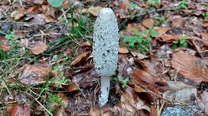 Schopf---Tintling_Coprinus-comatus_20261009_124953.jpg