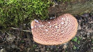 Schuppiger-Porling_Polyporus-squamosus_20250425_163644.jpg