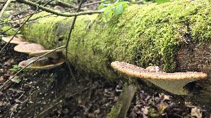 Schuppiger-Porling_Polyporus-squamosus_20250425_163718.jpg