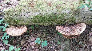 Schuppiger-Porling_Polyporus-squamosus_20250507_133145.jpg