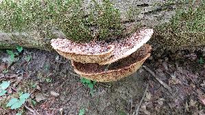 Schuppiger-Porling_Polyporus-squamosus_20250507_133156.jpg