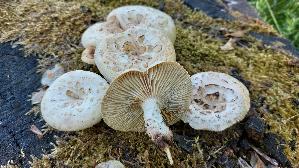 Schuppiger-Saegeblaettling_Neolentinus-lepideus_20260513_155216.jpg