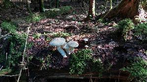 Schuppiger-Saegeblaettling_Neolentinus-lepideus_20260701_163039.jpg
