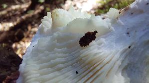 Schuppiger-Saegeblaettling_Neolentinus-lepideus_20260701_163240.jpg