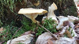 Schuppiger-Saegeblaettling_Neolentinus-lepideus_20260702_162314.jpg