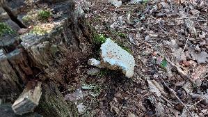 Schuppiger-Saegeblaettling_Neolentinus-lepideus_20260704_175724.jpg