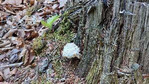 Schuppiger-Saegeblaettling_Neolentinus-lepideus_20260704_180547.jpg