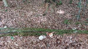 Schuppiger-Saegeblaettling_Neolentinus-lepideus_20260706_115540.jpg