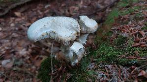 Schuppiger-Saegeblaettling_Neolentinus-lepideus_20260706_115641.jpg