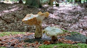 Schuppiger-Saegeblaettling_Neolentinus-lepideus_20260706_125713.jpg