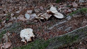 Schuppiger-Saegeblaettling_Neolentinus-lepideus_20260722_181210.jpg