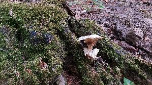Schuppiger-Saegeblaettling_Neolentinus-lepideus_20260727_173217.jpg